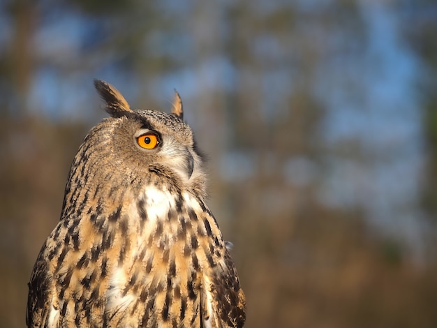 Portrait en gros plan d'une tête de hibou contre un ciel bleu