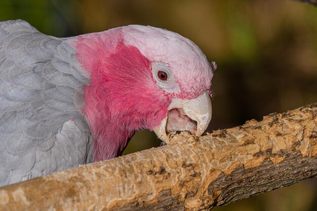 Photo portrait en gros plan de la tête d'un perroquet galah rose rouge et blanc