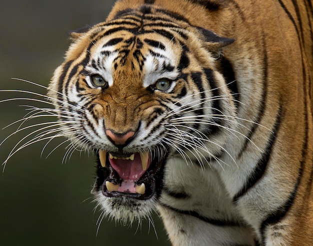 Photo portrait en gros plan d'un tigre qui rugit