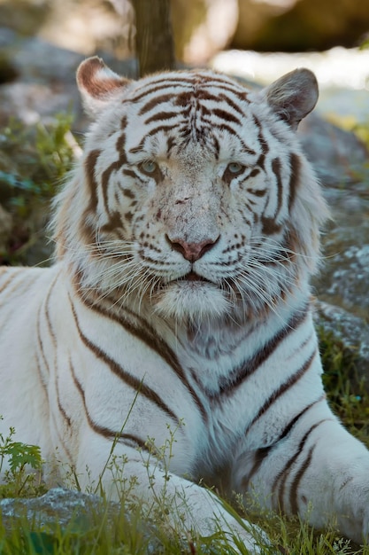 Photo portrait en gros plan d'un tigre