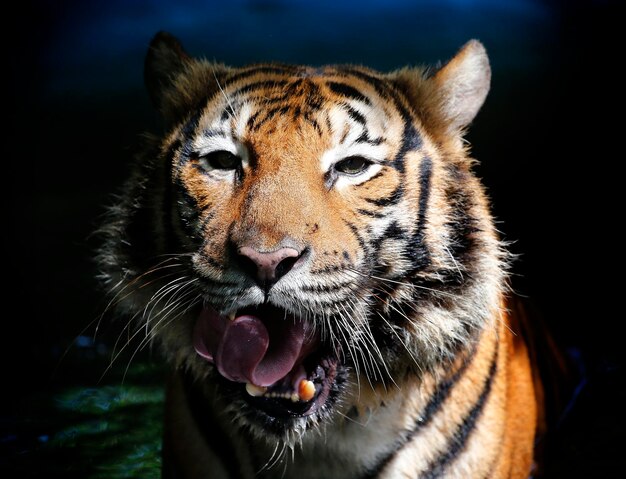 Photo portrait en gros plan d'un tigre