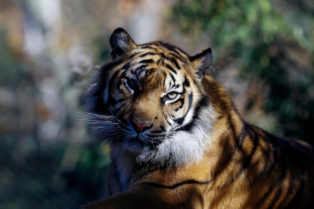 Portrait en gros plan d'un tigre
