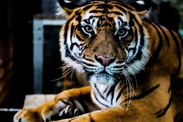 Portrait en gros plan d'un tigre