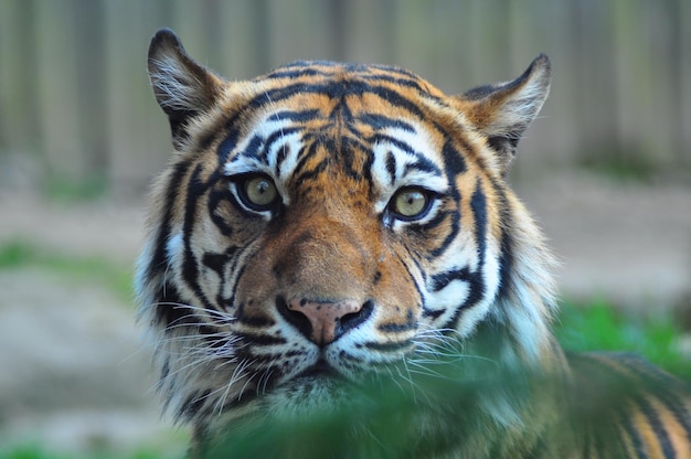 Portrait en gros plan d'un tigre