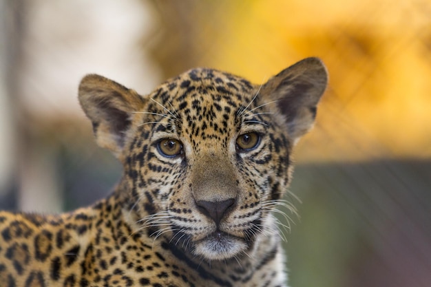Portrait en gros plan d'un tigre