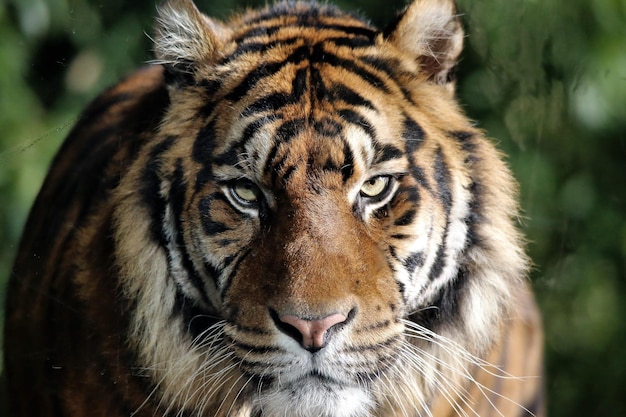 Portrait en gros plan d'un tigre