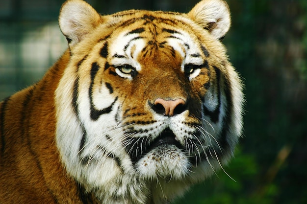 Portrait en gros plan d'un tigre
