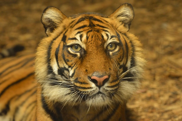 Portrait en gros plan d'un tigre