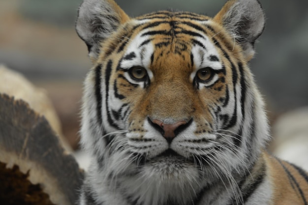 Portrait en gros plan d'un tigre