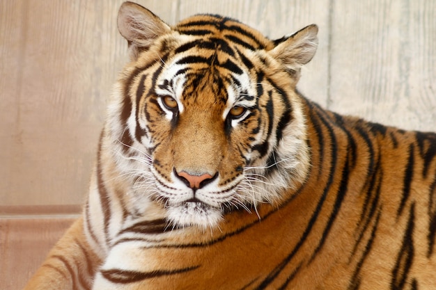 Portrait en gros plan d'un tigre
