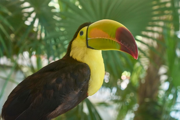 Portrait gros plan d'un toucan dans la forêt