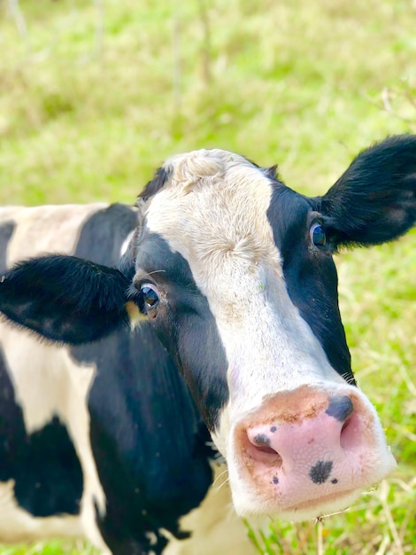 Photo portrait en gros plan d'une vache sur le champ