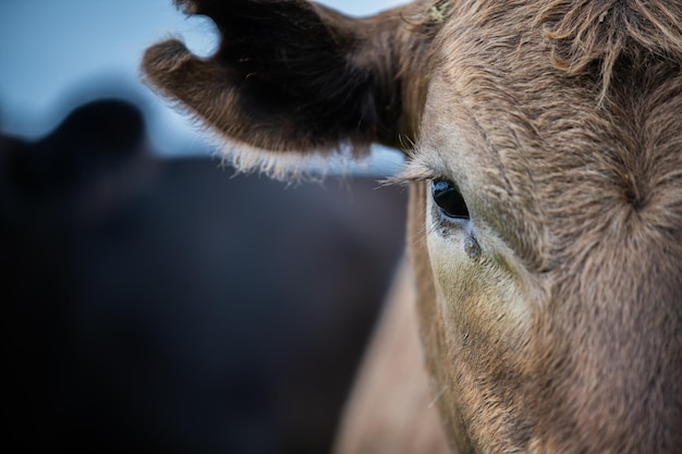 Portrait en gros plan d'une vache dans un champ en Australie