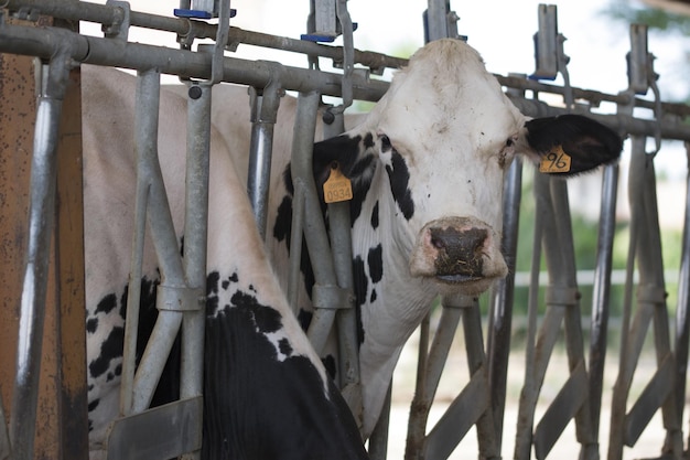 Photo portrait en gros plan d'une vache pendue