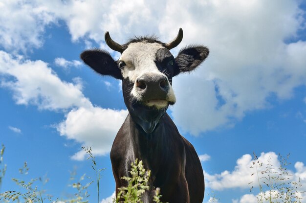 Portrait en gros plan de vache regardant dans le cadre sur un fond de ciel bleu avec des nuages sur le pâturage