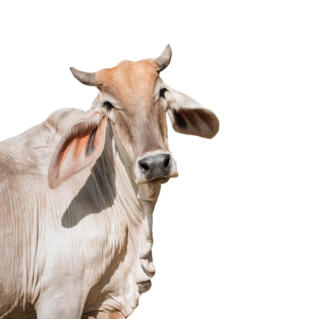 Portrait en gros plan d'une vache