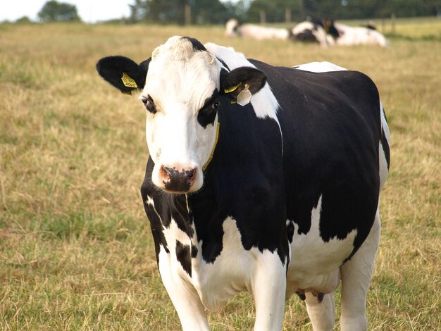 Portrait en gros plan d'une vache