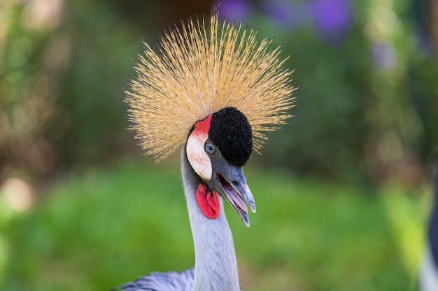 Portrait de grue couronnée grise ou Balearica regulorum avec ses plumes dorées rigides sur la tête