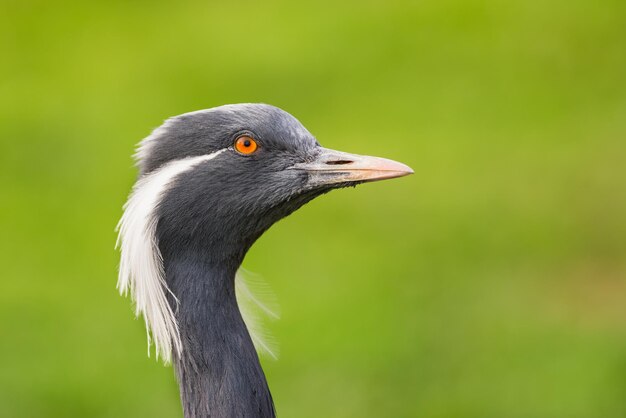 Portrait de grue demoiselle