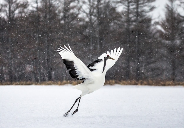 Portrait de grue japonaise dans la nature