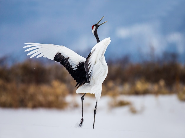 Portrait de grue japonaise dans la nature