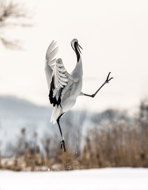 Portrait de grue japonaise dans la nature