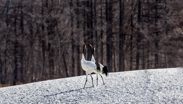 Portrait de grue japonaise dans la nature