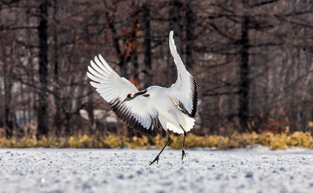 Portrait de grue japonaise dans la nature