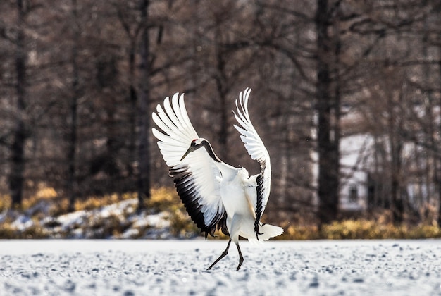 Portrait de grue japonaise dans la nature