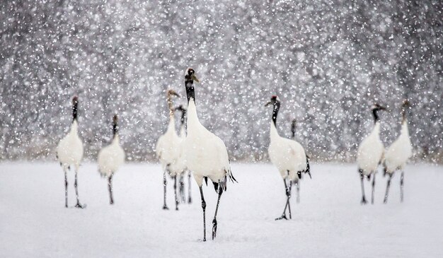 Portrait de grues japonaises dans la nature