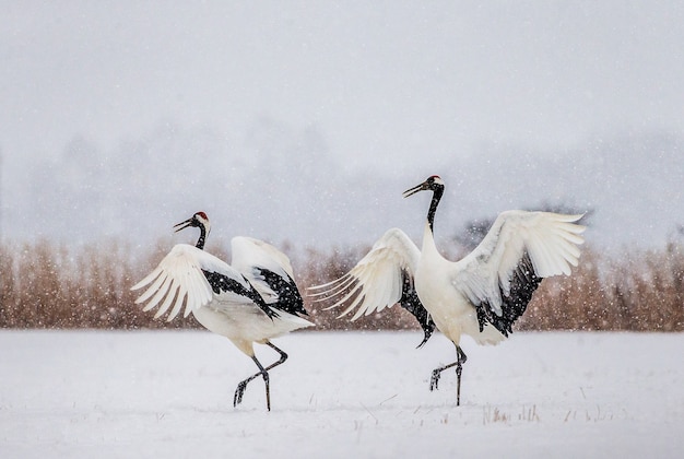 Portrait de grues japonaises dans la nature