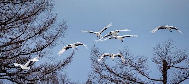 Portrait de grues japonaises dans la nature