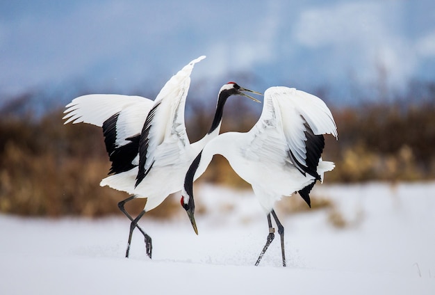 Portrait de grues japonaises dans la nature