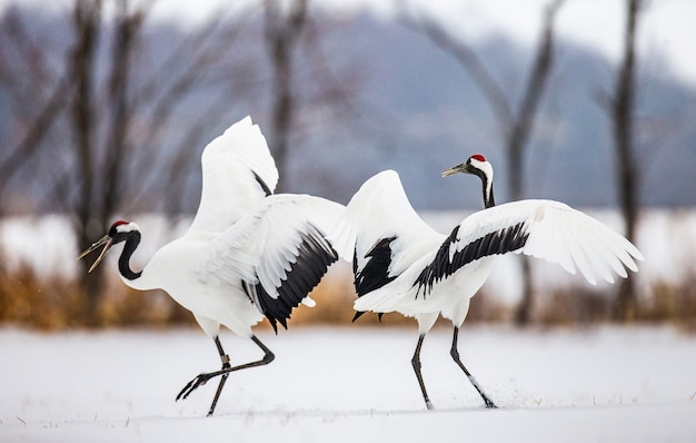 Portrait de grues japonaises dans la nature