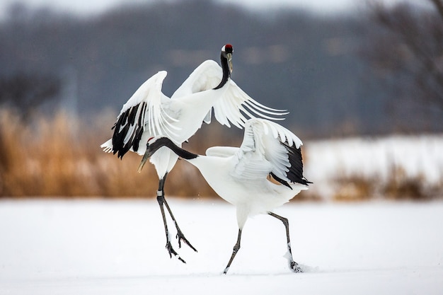 Portrait de grues japonaises dans la nature