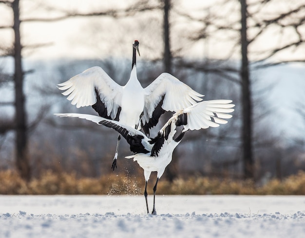 Portrait de grues japonaises dans la nature