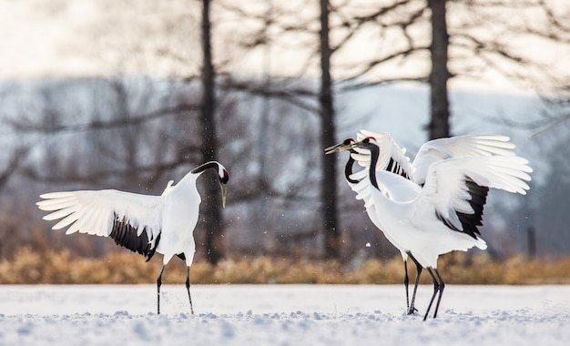 Portrait de grues japonaises dans la nature