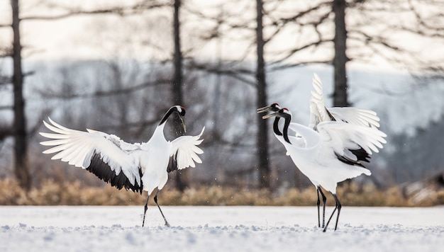 Portrait de grues japonaises dans la nature