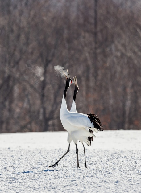 Portrait de grues japonaises dans la nature