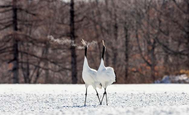 Portrait de grues japonaises dans la nature