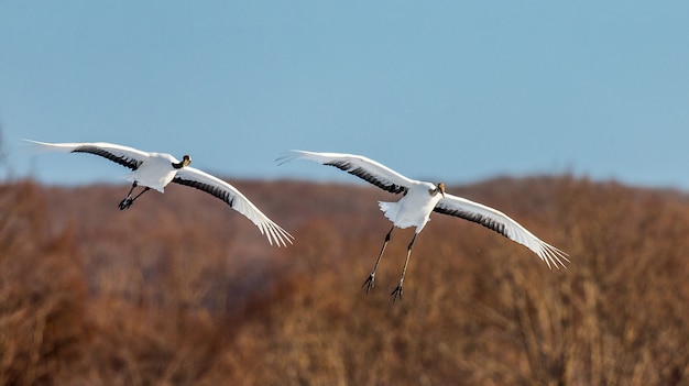 Portrait de grues japonaises dans la nature