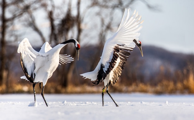 Portrait de grues japonaises dans la nature