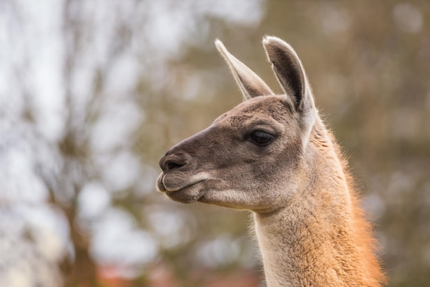 Portrait de guanacos