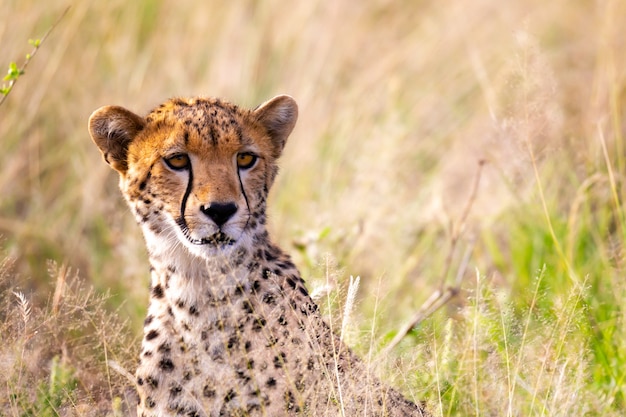 Un portrait d'un guépard dans le paysage d'herbe