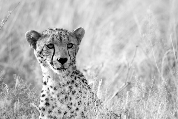 Portrait d'un guépard dans le paysage d'herbe