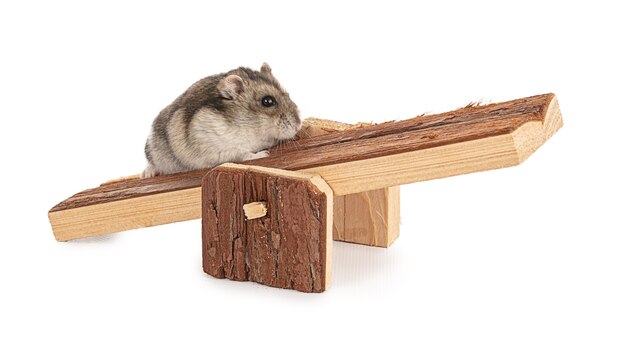 Portrait d'un hamster gris sur une balançoire en bois