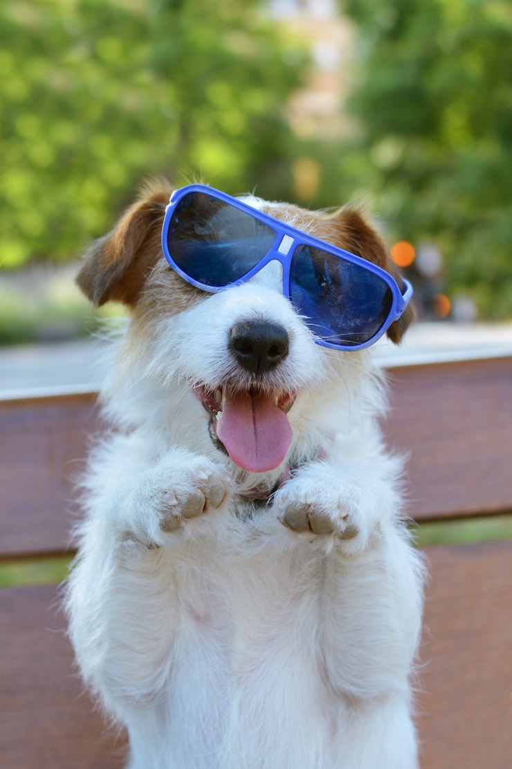 Photo portrait happy jack russell dog porte des lunettes d&#39;été sur deux jambes arrière