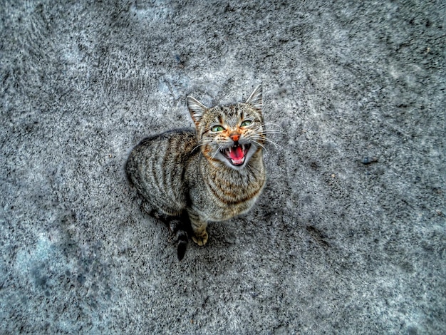 Photo portrait en haut angle d'un chat qui miaule sur un sentier