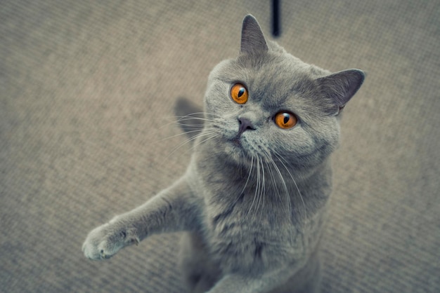 Portrait en haut angle d'un chat se levant alors qu'il se tient sur un tapis