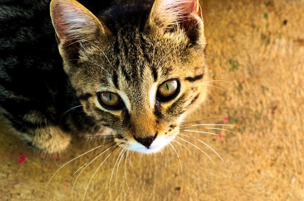 Photo portrait en haut angle d'un chat tabby sur un sentier